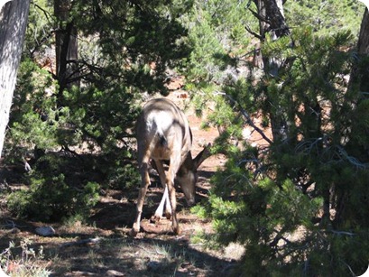 Sedona 09-07 045 (Small)